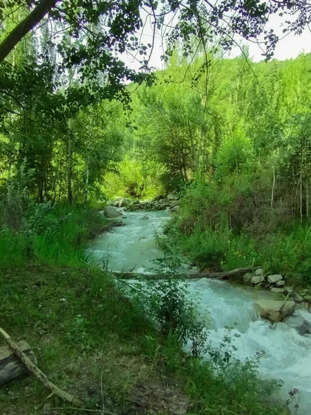 Río Rápido Las Montañas Kazajstán Bosque Verde Caducifolio Garganta Almarasan —  Fotos de Stock