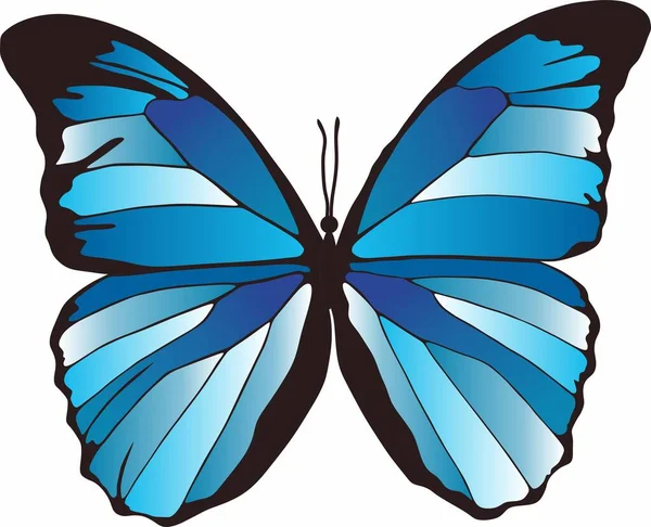 Vector Mariposa Azul Hermoso Insecto Con Grandes Alas Colores Dibujo — Vector de stock
