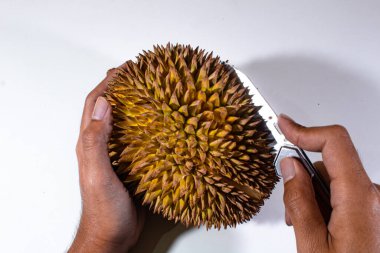 Sağ elinde keskin bir bıçakla iki elle tutulan koyu sarı renkli büyük, yuvarlak, taze bir Durian.