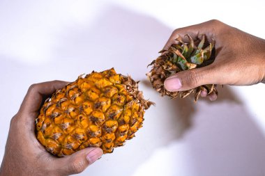 Yaprakları iki elin yardımıyla meyveden ayrılmış ananas meyvesi.