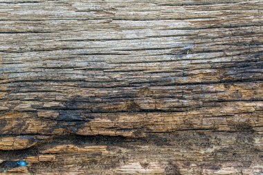 Old wood with fungal texture background top view. Wooden texture. Abstract background.