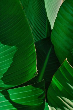 Birbiri ardına dizilmiş muz yapraklarından oluşan katmanlar. Işıklı ve gölgeli çiçek vergisi.