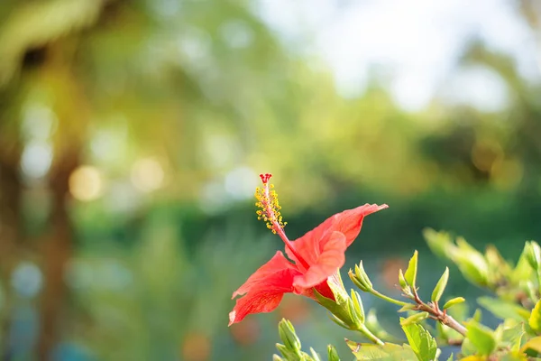 stock image Side view of red flower with a big pistil with yellow lumps of blossom dust. Concept of fresh spring and summer bloom.