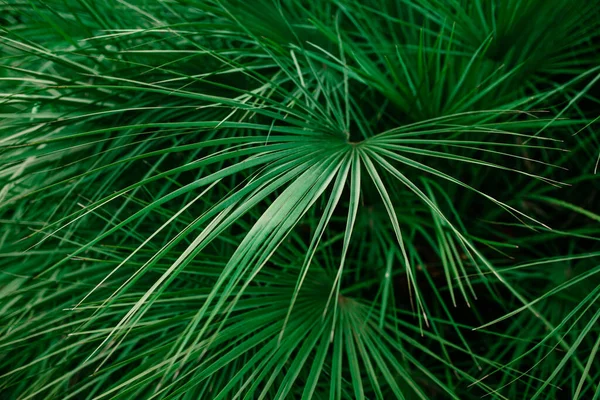 Tüylü Palmiye Yapraklarının Arka Planında Güzel Çizgiler Dokular Var Tropikal — Stok fotoğraf