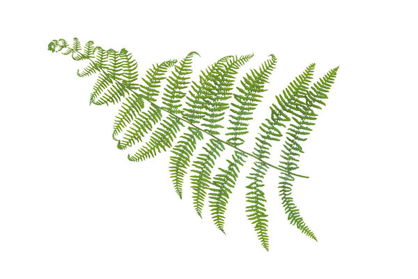 A branch of green fern isolated on white background. Isolated floral pieces.