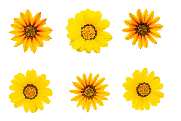 白色の背景に分離された2つの異なるタイプの6つの黄色のデイジー 孤立した花 — ストック写真