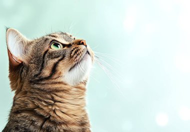 A close-up portrait of a curious tabby cat looking upward with bright green eyes against a soft, blurred background. The image captures the essence of feline curiosity and beauty. clipart