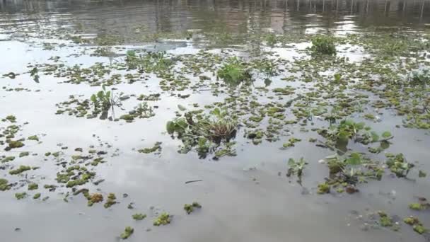 Vodní Hyacinth Vodní Hyacint Kymácí Důsledku Malých Vln Odraz Oblohy — Stock video
