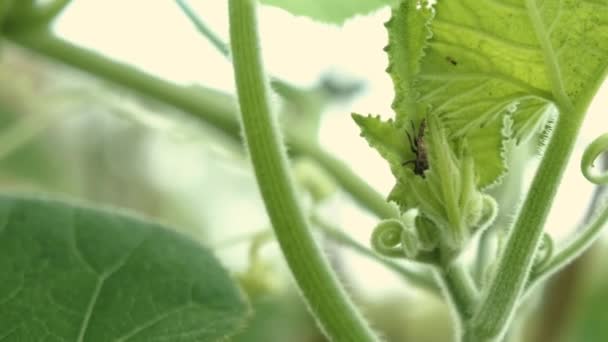ブラック バッタだ 背景がぼやけているカボチャの植物の上に座っている小さな鈍い黒い昆虫 マクロビデオ 毛深いカボチャの植物の茎 — ストック動画