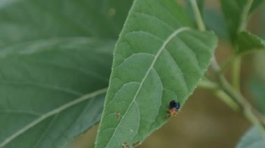 Coccinellidae. Uğur böceği ya da uğur böceği yeşil bir yaprağın ucunda antenini sallıyor. Makro video. Arkaplan olarak yeşil yaprak ve bulanık ağaç tepesi.