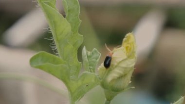 Coccinellidae. Uğur böceği ya da uğur böceği kabak çiçeğinin üzerinde antenini oynatıyor. Geçmişi bulanık. Makro video.