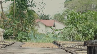 Ormanın ortasında bir ev. Ormanda birinin yaşadığı bir ev. Ormandaki yerli bir kabilenin evi. 4K video görüntüleri. Güney Kalimantan, Endonezya. 10 Mayıs 2023.