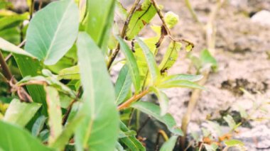 Siyah bahçe karınca aktivitesi. Gündüz vakti yeşil yaprakların üzerinde koşuşturan siyah karınca. Siyah karınca yiyecek aramak için yaprağın ucundan gövdeye koşuyor. 4K video görüntüleri.