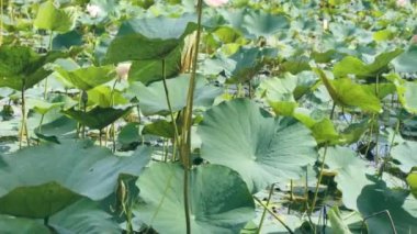 Nymphaea. Lotus yaprakları. Su gibi. Yeşil nilüfer yaprakları. 4K video görüntüleri. Nilüfer bahçesi güzel bir akşamda yavaşça sallanıyordu..