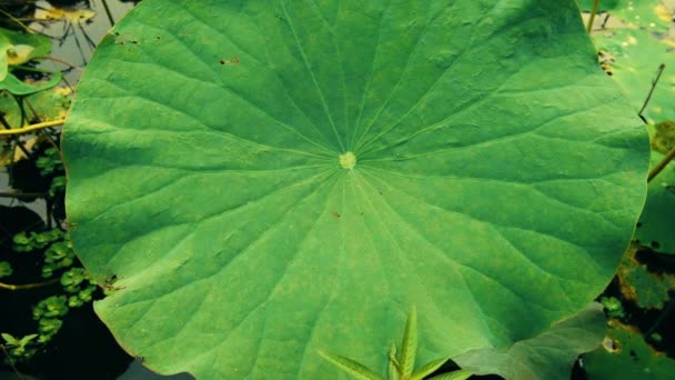 ニンファイアだ 蓮の葉 緑の蓮の葉 蓮の葉は風に吹かれている 水滴が落ちて蓮の葉に集まる 4Kビデオ映像 — ストック動画