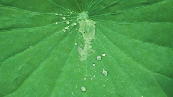 Nymphaea Lotus Vertrekt Waterlelie Groene Lotusbladeren Water Dat Zwaait Lotusbladeren — Stockvideo