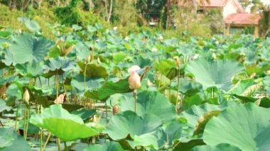 Nymphaea. Lotus yaprakları. Su gibi. Yeşil nilüfer yaprakları. 4K video görüntüleri. Bataklık topraklarında yeşil yaprakları olan çiçek açan bir nilüfer tarlası..