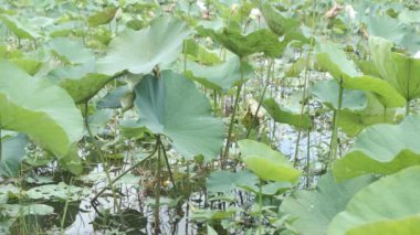 Nymphaea. Lotus yaprakları. Su gibi. Yeşil nilüfer yaprakları. 4K video görüntüleri. Lotus tarlasında doğal bir manzara. Bir nilüfer tarlası suyla dolu bataklık bir alanda gelişiyor..