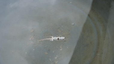 Kertenkele evi. Hemidactylus turcicus. Kertenkele Gecko. Ev kertenkelesi yüzey suyunda akıyor. 4K video görüntüleri.