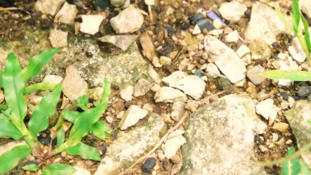 ファラオの蟻が石の上を歩いている アリは巣に貯蔵を戻すための食料を探しています ひまわりの種殻の一部と比較すると アリの大きさがわかります — ストック動画