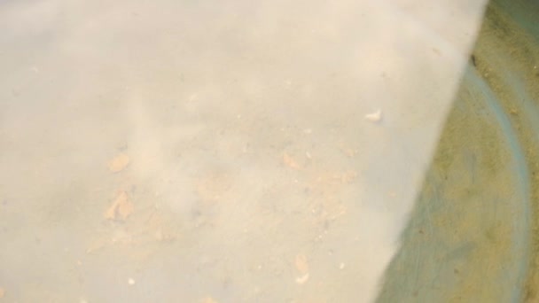 トカゲさん ヘミダクティルス ターキムス Geckoトカゲ 汚染された底のきれいな水と その表面に浮かんでいる死んだヤモリの死体 4Kビデオ映像 — ストック動画