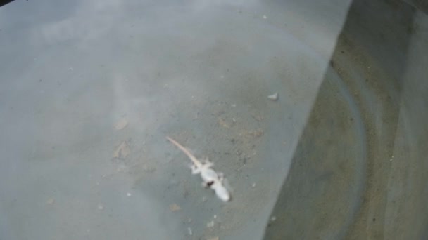 Lagarto Doméstico Hemidactylus Turcicus Lagarto Gecko Gecko Deitado Imóvel Superfície — Vídeo de Stock