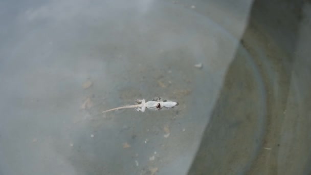 Eidechse Hemidactylus Turcicus Geckoeidechse Gewöhnlicher Hausgecko Fließt Auf Dem Oberflächenwasser — Stockvideo