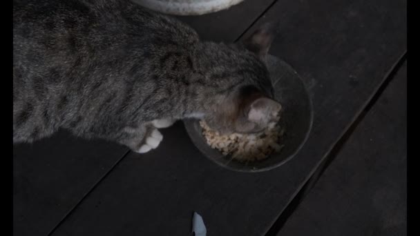 ブラックストライプのタビー猫 食欲を持って食べる ストライプされた猫は黒いボウルから食べ物を食べます タビー猫が食べている 自宅での動物のケアとメンテナンス ドライフィードとタビーキャット クローズアップ — ストック動画