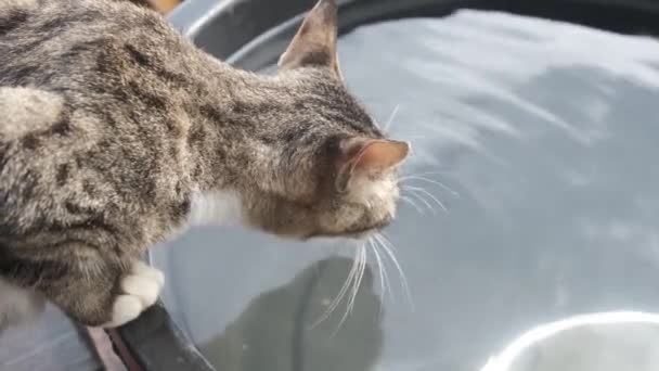 줄무늬 고양이 가정용 고양이는 양동이에서 마신다 하늘을 반영하는 깨끗한 오랫동안 — 비디오