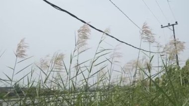 Rüzgarda savrulan gümüş çimen çiçeği, rüzgarda sallanan gümüş çimen çiçeği. Mavi gökyüzü ve kutuplarda elektrik kabloları olan şehir arkaplanı..