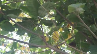 Terminalia katappa. Doğada Terminalia Catappa var. Ayrıca country badem, deniz bademi ve tropikal badem de denir. Geniş ve yemyeşil yapraklar akşam meltemiyle hafifçe savruluyor. 4K video görüntüleri.