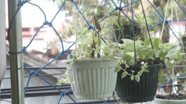 İki saksı, biri beyaz, biri siyah. Balkon duvarındaki mavi ağlara asılmış. Parlak bir gökyüzünün arka planına ve bulanık bir arka plana karşı, açık havaya biraz zarafet katarlar..