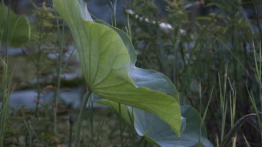 Arka planı bulanık, tek bir güzel nilüfer yaprağı. Yan açıdan çekilmiş. Yaprağa odaklanmak karmaşık ayrıntıları ortaya çıkarırken yumuşak bulanıklık derinlik ve sükunet hissi ekliyor. 4K video