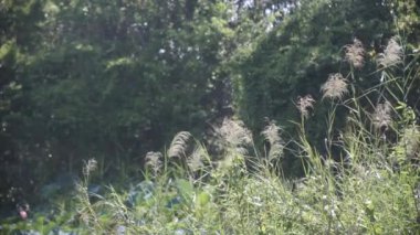 Cortaderia selloana. Rüzgarda sallanan yemyeşil bir ot tarlası, sık bir orman zeminiyle. Huzurlu sahne, açık otlak alanla çevreleyen doğal alan arasındaki uyumu yakalar.