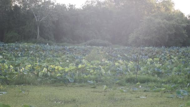 Una Vista Retroiluminada Exuberante Campo Loto Verde Creando Efecto Destello — Vídeos de Stock