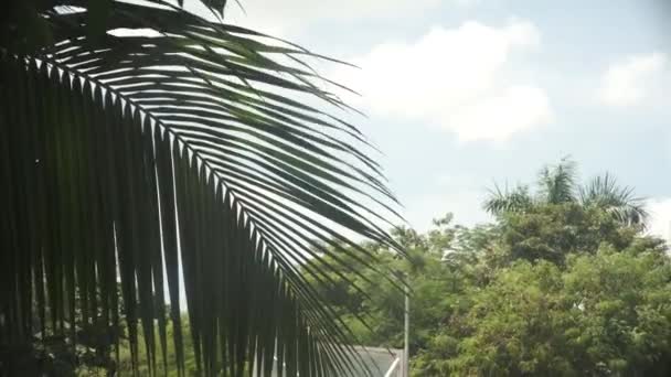 Uma Palmeira Solitária Balança Suavemente Uma Brisa Suave Com Pano — Vídeo de Stock