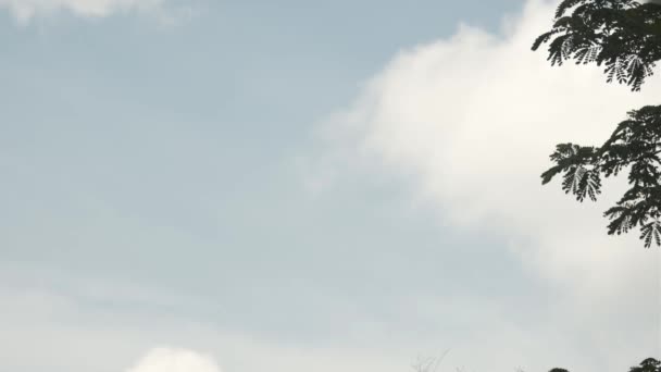 Tamarindus Indica Tamarind 罗望子叶的轮廓映衬着蓝天 在风中轻轻摇曳 树叶的轻柔运动提供了一个平静和舒缓的视觉 — 图库视频影像