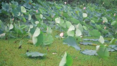 Öğleden sonra geniş yeşil yaprakların arazide uzandığı geniş bir nilüfer tarlası. Sahne, akşam güneşinin yumuşak ışığı altında lotus bitkilerinin dingin güzelliğini yakalar.