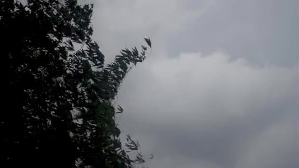 대나무 나무와 실루엣은 하늘의 배경으로 바람의 힘으로 장면은 풍부한 조건에서 — 비디오