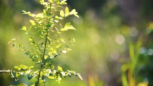 Phillanthus Reticulatus Растение Приносящее Чернильные Плоды Напоминающие Малину Фоне Размытых — стоковое видео