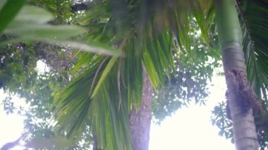 Diğer ağaçlarla birlikte gölgeli bir palmiye ağacının altından manzara. Bu sakin ve pitoresk görüntüler doğa, tropikal manzaralar, rahatlama ve seyahat ile ilgili projeler için mükemmeldir. 4K video
