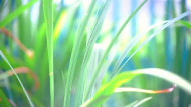 Cymbopogon sitratus. limon otu bitkisi. Yaprakları hafifçe sallanan limon otlarının yakın plan, diğer yaprakların bulanık arka planına kurulmuş. Bu sakinleştirici, doğal sahne onlar için mükemmel.