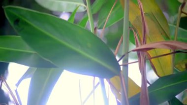 Limon otu yapraklarının yakın plan görüntüleri. Arka plan bokeh ışıklarının bulanık. Bu dingin ve doğal sahne, limon otunun güzelliğini yakalar. Doğa ve bitkilerle ilgili projeler için mükemmeldir.