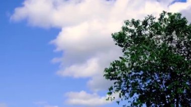 Footage of a tree gently swaying in the breeze against a bright blue sea backdrop. This serene and refreshing scene captures the harmony between nature and the ocean, ideal for projects related. 4K