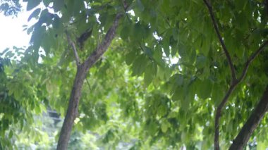 Canlı yeşil yapraklarla dolu yemyeşil bir ağaç rüzgarda hafifçe sallanıyor. Hareket sakinleştirici ve doğal bir atmosfer yaratır. Doğa geçmişi, rahatlama temaları ve çevre için mükemmel. 4K