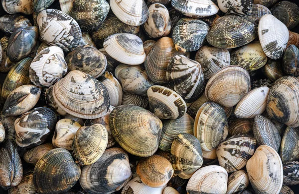 Fresh Clams Seafood Background Bivalve Molluscs Closeup Texture Seashells Pattern — Stock Photo, Image