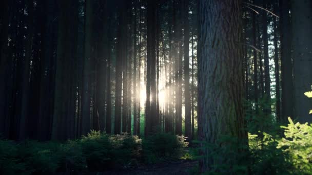 夏天的森林里有飞虫花粉和阳光下的微粒高大的针叶树之间的神奇奇观 — 图库视频影像