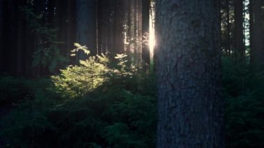Sıcak bir yaz gününde güneş ışınlarıyla aydınlatılan yoğun koyu kozalaklı orman. Işıkta uçuşan böcekler ve polenler