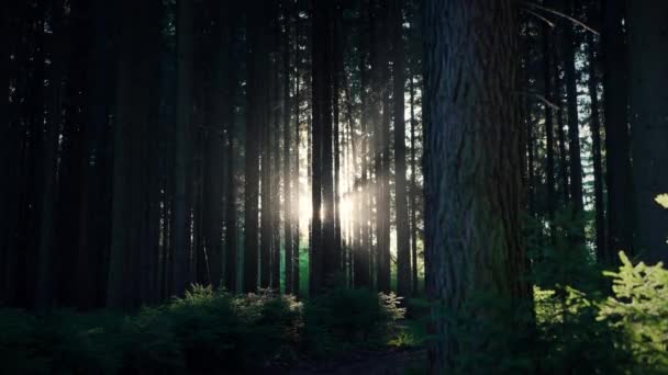 Sluneční Světlo Svítí Přes Krásné Zelené Stromy — Stock video