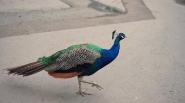 Yeşil Çimen 'in yakınında yürüyen göz kamaştırıcı Renkli Tavus Baykuşu Çekimi